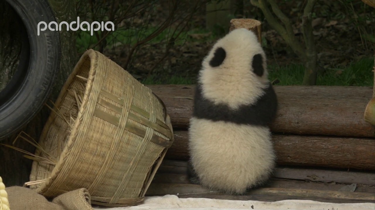 Baby panda checking the area - YouTube