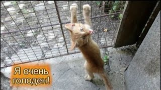 Обед Разговорный немецкий без учебника с переводом Бесплатная онлайн программа для начинающих Обед Разговорный немецкий без учебника с переводом Бесплатная онлайн программа для начинающих