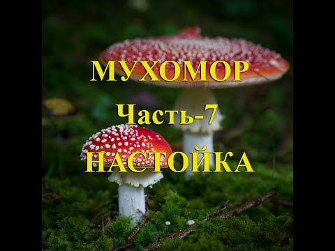 Мухомор. Часть 7.  Настойка.