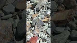 Cascade River Lithology and Alpine Fault Outcrop