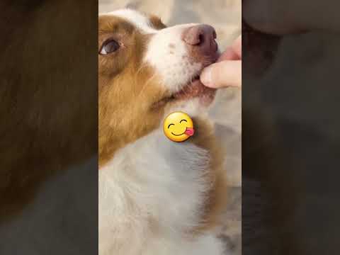 Video: Sollen Hunde Mandarinen essen?