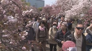 桜の通り抜け始まる 週末見ごろ、大阪・造幣局