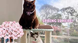 How My Cats Spend Spring