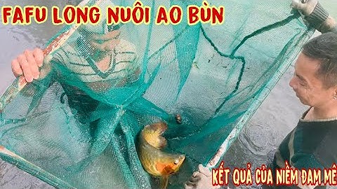 Huyết Long FaFu nuôi trong ao bùn của nghệ nhân Hoàng Mạnh Long-Thái Salem vê lốc