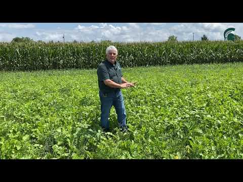 Video: Suppressing Weeds With Cover Crops - How To Control Weeds With Cover Crops