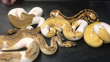 Ball Python Morphs #7  CLOWN PIEDS!