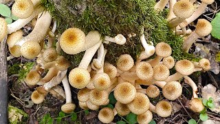 картинка: Из дальних странствий возвратясь, успел я на опят попасть!