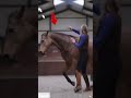 This Horse Mirrors Everything She Does 😲🐴✨.#animals #shorts