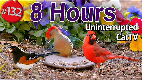 Uninterrupted CatTV 😻8 Hours of Birds 🐦 No Ads Interruptions CAT TV Calming Nature Compilation