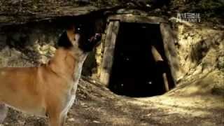 Dogs 101  Bullmastiff by Puppies inchennai 15,342 views 12 years ago 2 minutes, 38 seconds