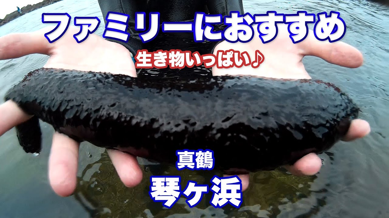 ハゼからナマコまで生き物がいっぱい！真鶴の琴が浜はファミリーにおすすめ♪