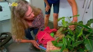 Koala Saved From Australian Bushfire Reunited With Woman Who Rescued Him