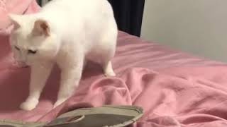 9GAG  Go Fun The World trên Instagram  “🔊 Looks like there’s a glitch in the meowtrix @meowed #cat