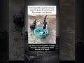 No Chew, Just Swallow: The Cormorant Way