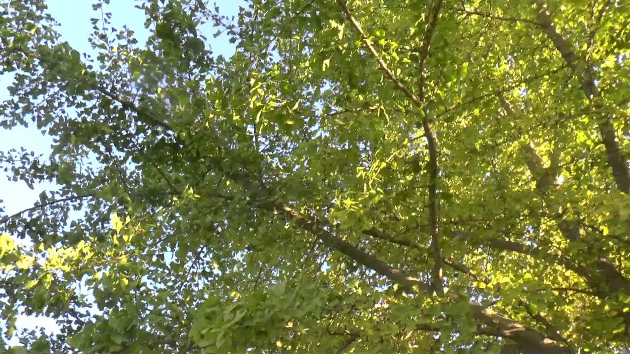 Sentinent Tree Trees Are Sentient - YouTube