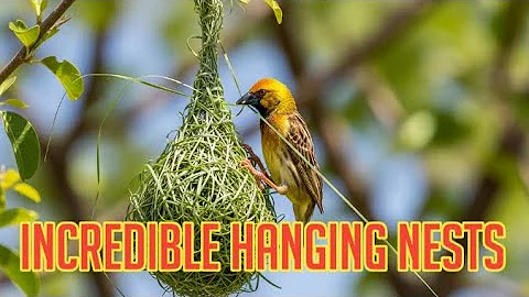 "The Incredible Baya Weaver Bird | Nature’s Tiny Engineer of Hanging Nests"