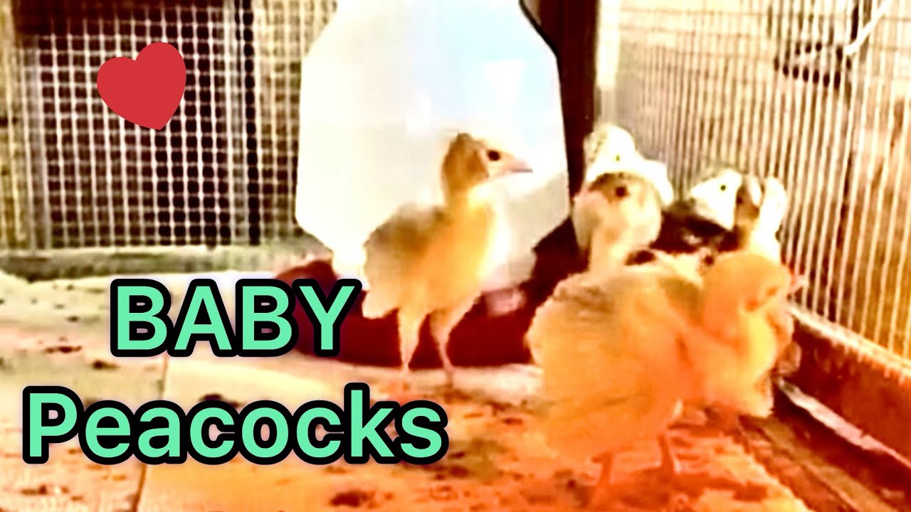 BABY PEACOCKS