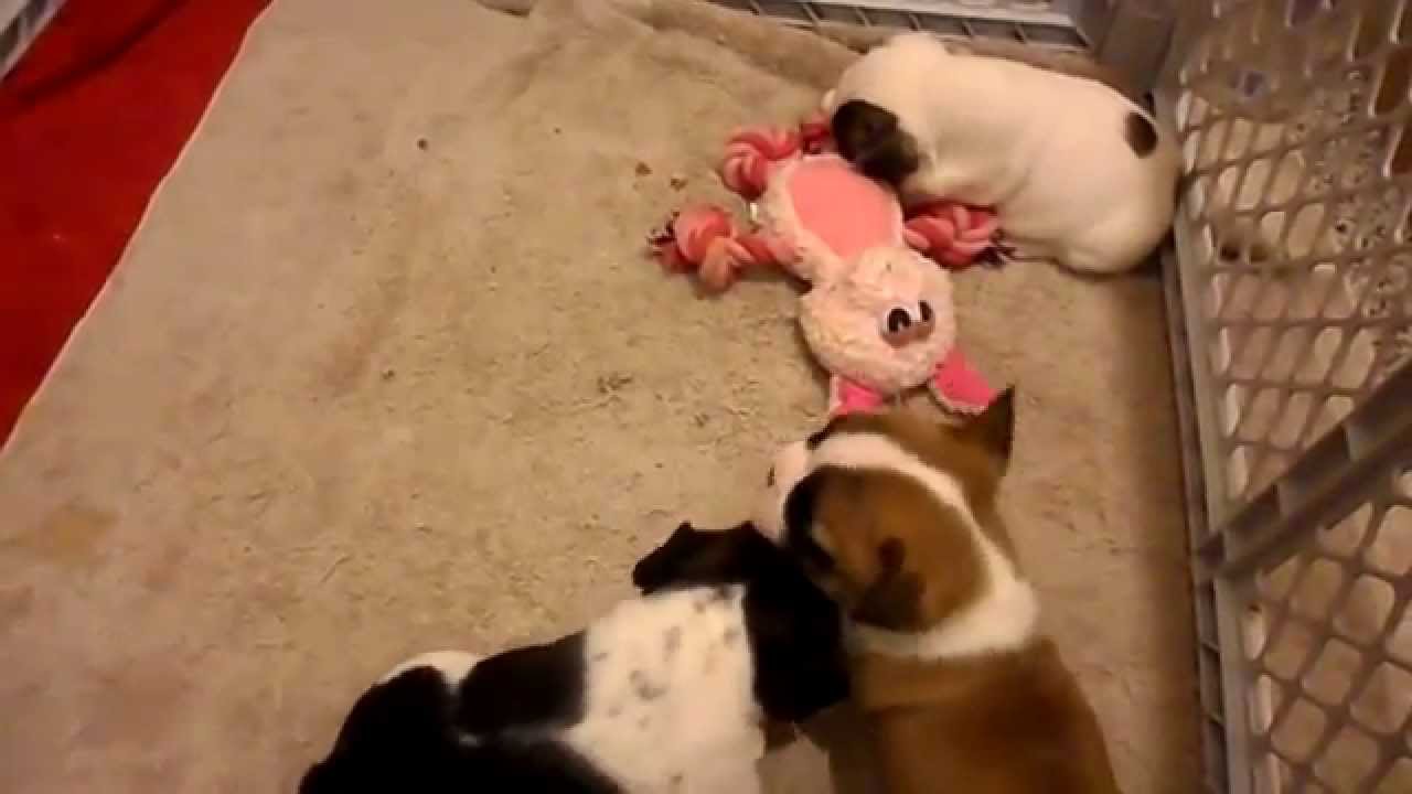 Wyoming French bulldog puppies for sale Izzy.MP4 YouTube