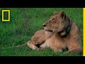Rewilding Gorongosa: Lions | National Geographic