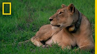 Rewilding Gorongosa Lions National Geographic