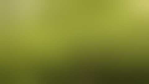 Week 2 flower Mars hydro Sp3000 and Sp250 in 4x4