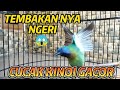 TEMBAKANNYA NGERI❗CUCAK KINOI GACOR FULL ISIAN❗MASTERAN MURAI BATU JUARA