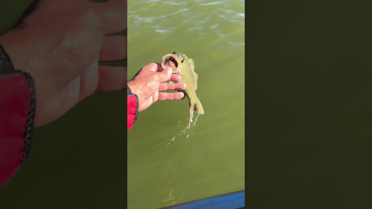 Smallmouth bass release Fort Pond
