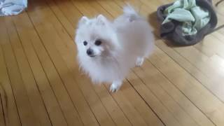 Brand New 2016 Midi Dog Source