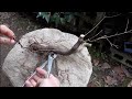 【Bonsai diary】 山採りモミジの成長記録 ♯291
