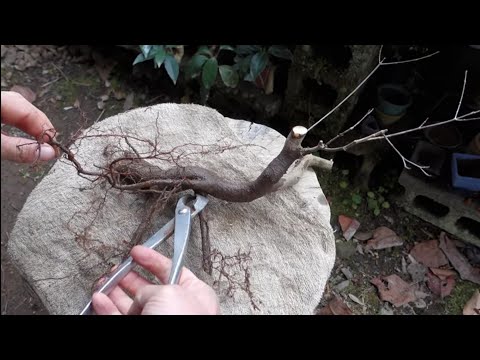 01 山採り　ヤマモミジ 山採り ヤマモミジ 山採り天然木 ヤマモミジ | 八進緑産株式会社