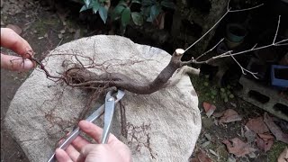 : Bonsai diary   291