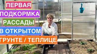 Чем подкормить растения после высадки в открытый грунт/ теплицу?