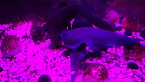 تحميل ブラックゴースト
