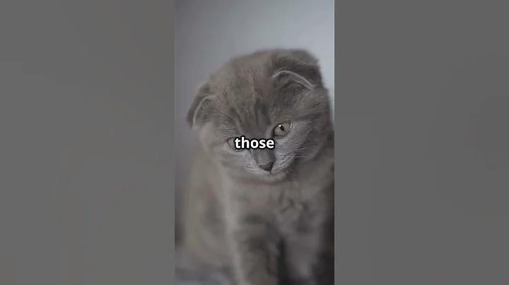Watch the video about 10 Adorable Flat-Faced Cats That Will Melt Your Heart! #FlatFacedCats #CatLovers #CuteCats #persian
