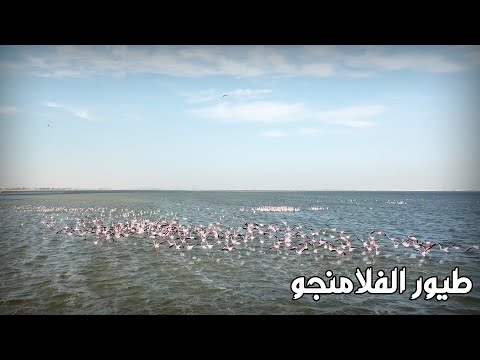 طيور الفلامنجو   