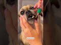 Want to know your dog's breed? Try this kit from BasePaws!