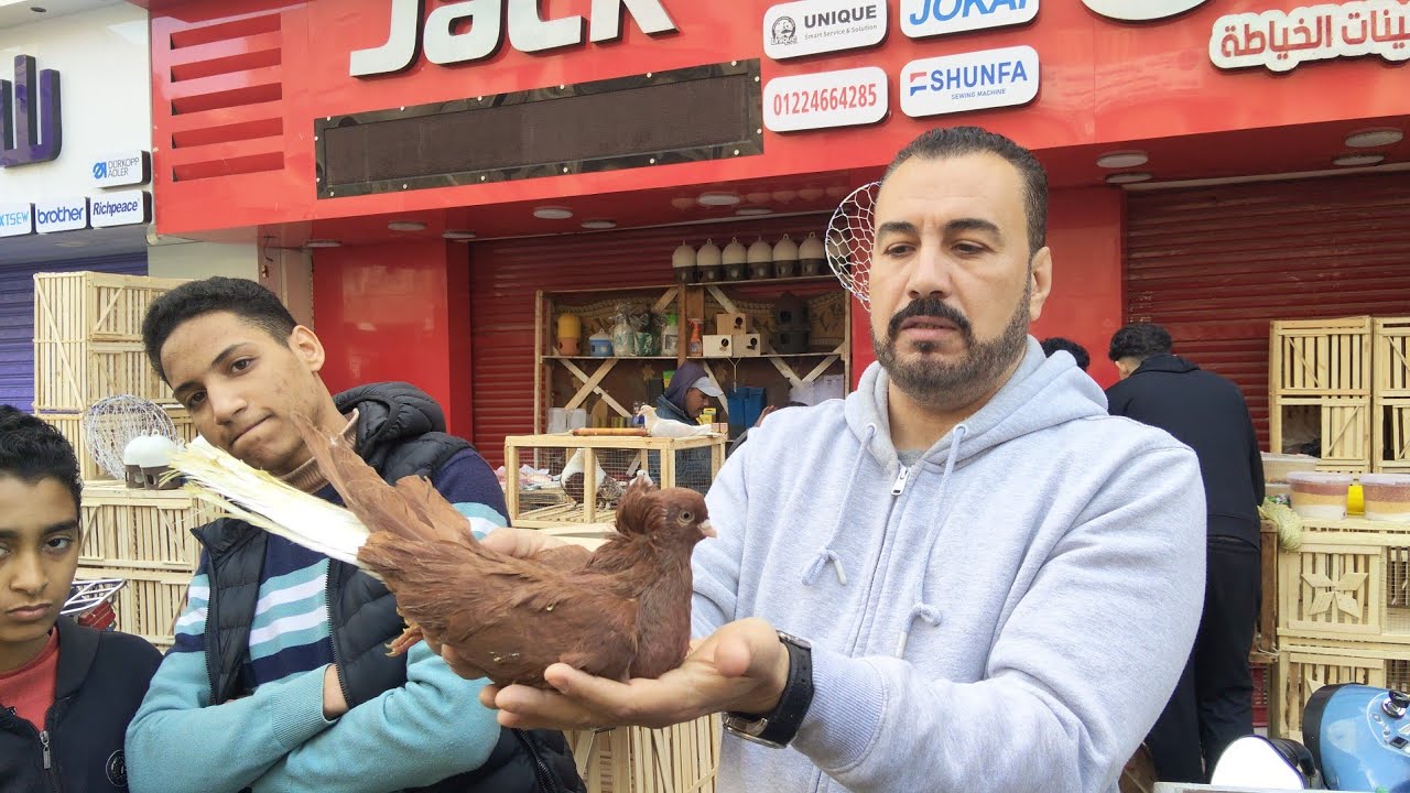 سوق المحله الكبرى اسعار 📯الحمام الحلبي و زاجل 🏆 بارقام التليفونات 