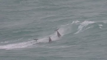 Common Dolphin Delphinus delphis St Ives Island, Cornwall 21 December 2023
