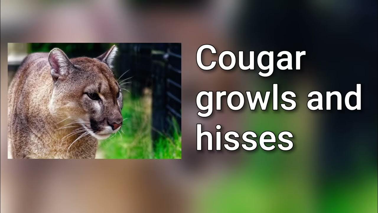 sound-of-cougar-growling-and-hissing-youtube
