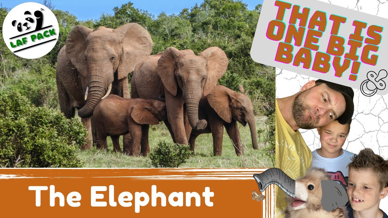 EPIC Facts About The Elephant | How Do Elephants DRINK Water? | Laf Pack