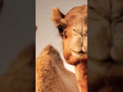 حديث الرسول صلى الله عليه وسلم عن راعي الإبل وراعي الغنم