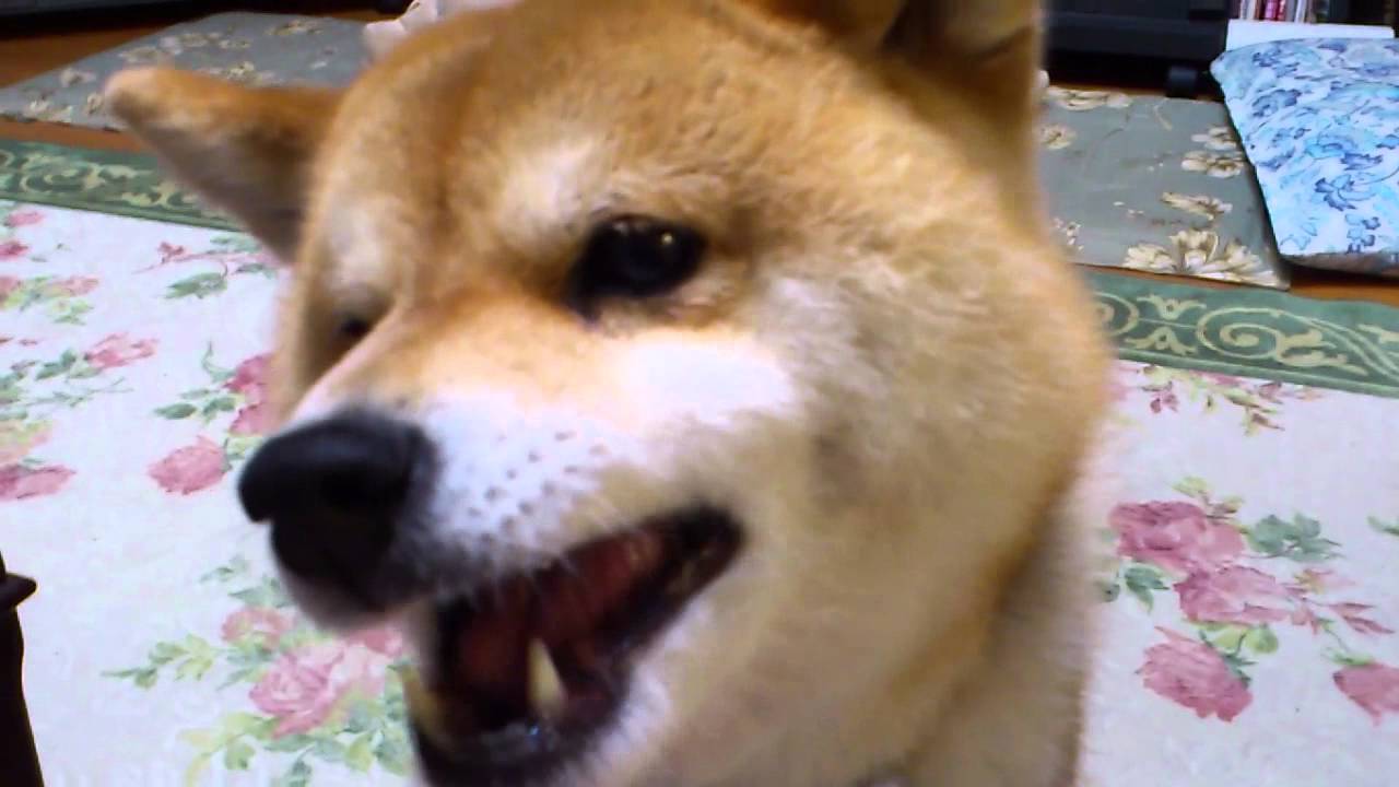 柴犬まる 犬用クッキーあげてみた Youtube