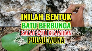 Uncovering the Wisdom Behind the Flowering Stones: The Wonder of Wuna Island