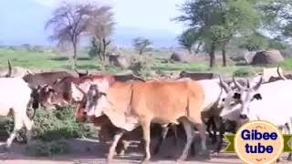 Caala Abbuu new oromo music jiruu badiyyaa 2018