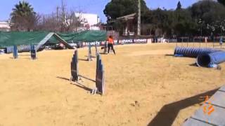 Debut de Rocio y Hugo en preagility
