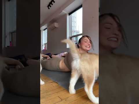 Video: Puas yog siberian huskies zoo zov dev?