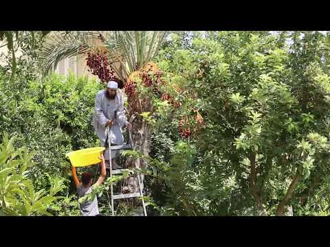 سقوط إبن الشيخ أيمن صيدح من فوق النخلة مع البلح الحمد لله البلح بخير