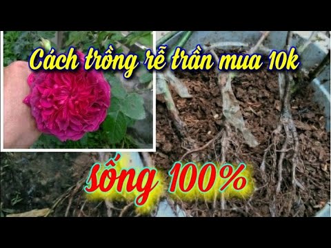 Hướng dẫn Cách trồng và chăm sóc cây hoa hồng rễ trần sống 100%