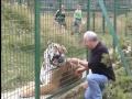 Feeding the Tigers....at the Big Cat Sanctuary .......