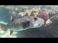 Snorkeling w Long Beach Resort -część 2